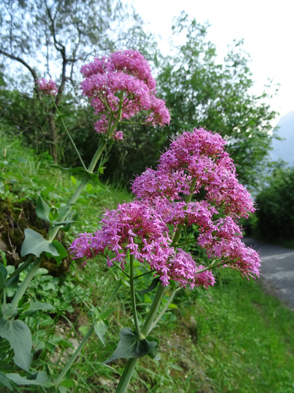 Centranthus ruber - Caprifoliaceae